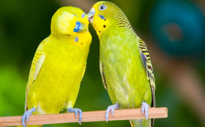 Love Parrot Background Wallpapers 20239