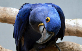 Hyacinth Macaw Widescreen Wallpapers 20178
