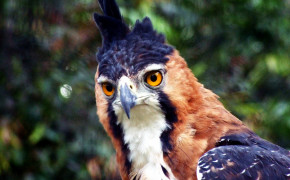Crowned Eagle Widescreen Wallpapers 19965