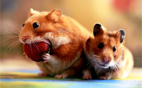 Cute Hamster Wallpaper HD 20010