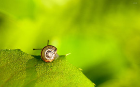 Snail On Leaf HD Wallpapers 20420