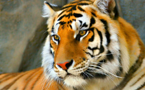 Tiger Face Desktop Wallpaper 20545