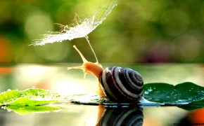 Cute Snail Desktop Wallpaper 20028