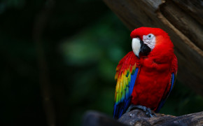 Scarlet Macaw HQ Background Wallpaper 20369