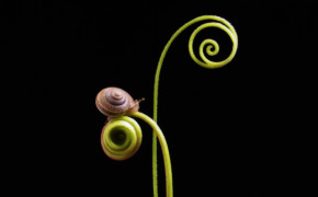 Cute Snail Background Wallpapers 20026