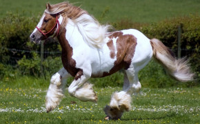 Clydesdale Horse Best Wallpaper 19916