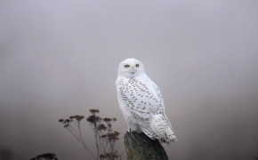 Snowy Owl Background Wallpaper 20425