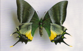 Crowned Hairstreak Butterfly HD Wallpaper 19970