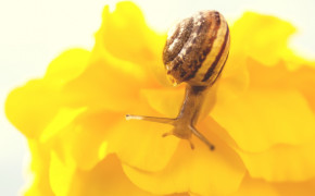 Snail Flower Wallpaper HD 20398