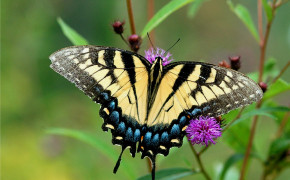 Eastern Tiger Swallowtail HD Wallpapers 20054