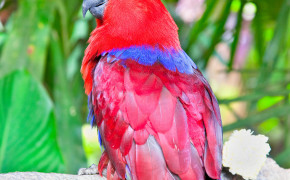 Red Lory Background Wallpapers 20343