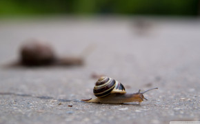 Cute Snail HD Wallpaper 20031