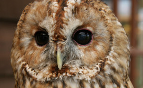 Tawny Owl Background Wallpaper 20502