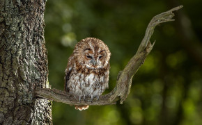 Tawny Owl Wallpaper HD 20513