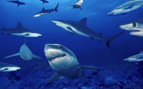 Cute Shark Wallpaper HD 20022