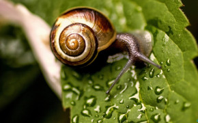 Snail On Leaf High Definition Wallpaper 20421