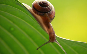 Snail On Leaf HD Desktop Wallpaper 20418