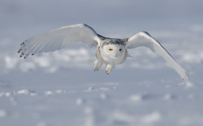Snowy Owl HD Background Wallpaper 20429