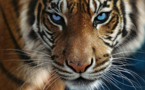 Tiger Eyes Widescreen Wallpapers 20541