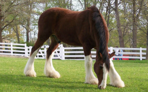 Clydesdale Horse HD Wallpapers 19920