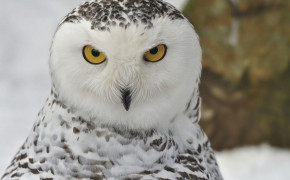 Snowy Owl Wallpaper 20437