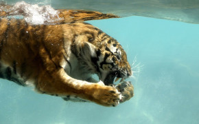 Swimming Tiger Background Wallpapers 20485