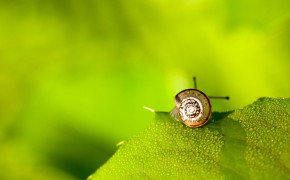 Cute Snail Background Wallpaper 20025