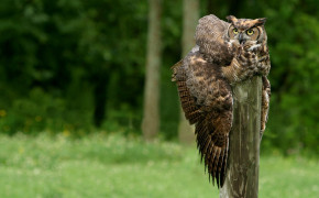 Great Horned Owl Background Wallpapers 20125