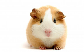 Cute Hamster HD Desktop Wallpaper 20004