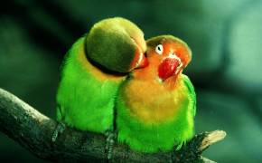 Baby Parrot High Definition Wallpaper 19746