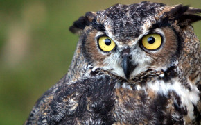 Great Horned Owl Desktop Wallpaper 20127