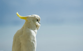 White Cockatoo Background Wallpapers 20565