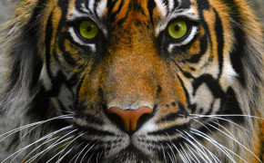 Tiger Eyes Wallpaper 20540