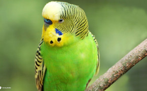 Budgerigar Background Wallpapers 19844