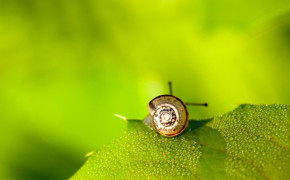 Snail On Leaf Desktop Wallpaper 20417