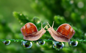 Cute Snail HD Background Wallpaper 20029
