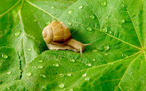 Snail On Leaf HD Wallpaper 20419