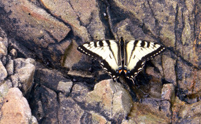 Eastern Tiger Swallowtail High Definition Wallpaper 20055