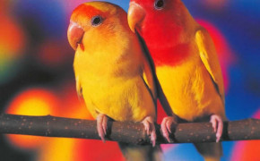 Love Parrot HD Wallpapers 20245