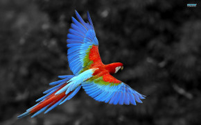 Scarlet Macaw HD Desktop Wallpaper 20365