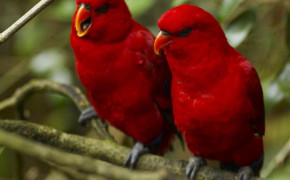 Red Lory High Definition Wallpaper 20350
