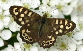 Speckled Wood HD Wallpapers 20445