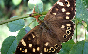 Speckled Wood Widescreen Wallpapers 20450