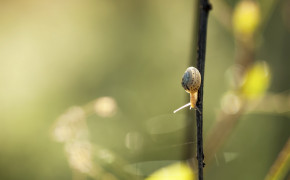 Snail Macro Background Wallpapers 20402
