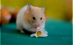Cute Hamster HQ Background Wallpaper 20008