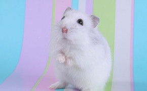 Cute Hamster Best Wallpaper 20001