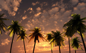 Palm HD Wallpapers 02120
