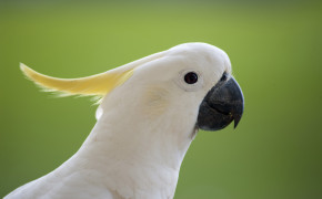 Yellow Crested Cockatoo Widescreen Wallpapers 21304