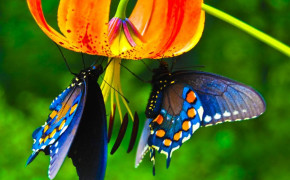 Blue Morpho Butterfly Wallpaper 20753