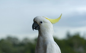 Yellow Crested Cockatoo HD Background Wallpaper 21295